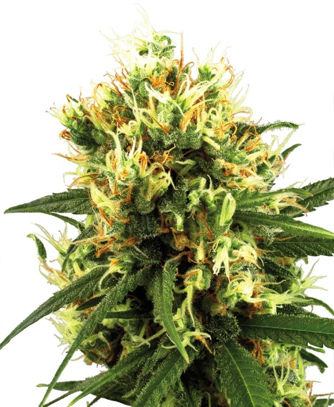 3 UND FEM - WHITE HAZE AUTOMATIC * SENSI WHITE LABEL 3 UND FEMINIZADAS