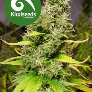 5 UND REG - WHITE ISLAND * KIWISEEDS 5 UND REGULARES