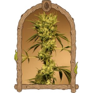 5 UND REG - WHITE JEWEL * EXOTIC SEED REGULARES 5 UND