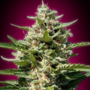 1 UND FEM - WHITE KUSH BLISTER X 1 * ADVANCED SEEDS 1 UND FEM