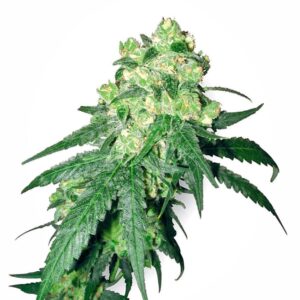 10 UND REG - WHITE LABEL RHINO * SENSI WHITE LABEL 10 UND REGULARES