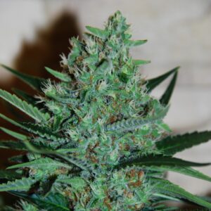 5 UND FEM - WHITE LAVENDER * G13 LABS SEEDS 5 FEMINIZADAS