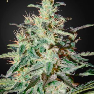 3 UND FEM - WHITE LEMON * STRAINHUNTERS 3 UND FEMINIZADAS