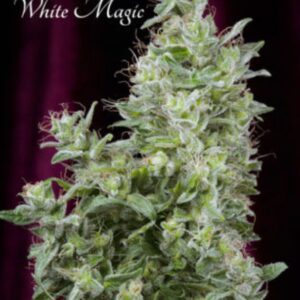 6 UND FEM - WHITE MAGIC * MANDALA SEEDS 6 UND FEMINIZADAS