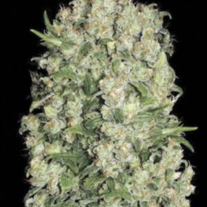 5 UND FEM - WHITE PRUSSIAN * BULK SEED 5 UND FEM