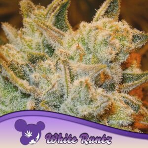 3 UND FEM - WHITE RUNTZ * ANESIA SEEDS 3 FEMINIZADAS