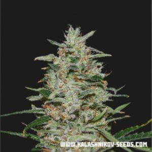 3 UND FEM - WHITE RUSSIAN OG * KALASHNIKOV SEEDS 3 UND FEMINIZADAS