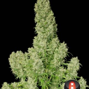 6 UND FEM - WHITE RUSSIAN * SERIOUS SEEDS 6 UND FEMINIZADAS