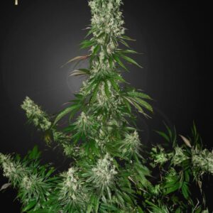 3 UND FEM - WHITE STRAWBERRY SKUNK * STRAINHUNTERS 3 UND FEMINIZADAS