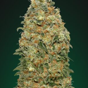 3 UND FEM - WHITE WIDOW * 00SEEDS 3 UND FEMINIZADAS