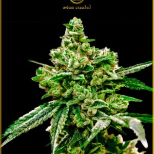 100 UND FEM - WHITE WIDOW * ANACONDA SEEDS FEMINIZADA 100 UND