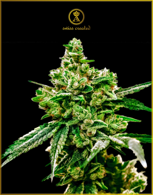 100 UND FEM - WHITE WIDOW * ANACONDA SEEDS FEMINIZADA 100 UND