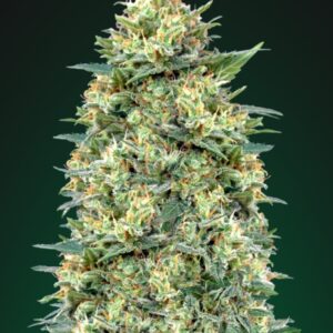 5 UND FEM - AUTO WHITE WIDOW  * 00SEEDS 5 UND FEMINIZADAS