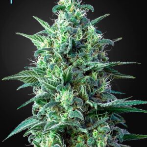 10 UND FEM - WHITE WIDOW AUTO CBD * GREEN HOUSE 10 UND FEMINIZADAS