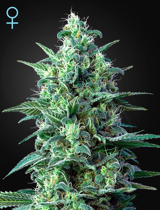 3 UND FEM - WHITE WIDOW AUTO CBD * GREEN HOUSE 3 UND FEMINIZADAS