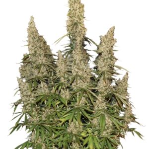 100 UND FEM - WHITE WIDOW AUTO * SEEDSTOCKERS 100 UND FEMINIZADAS