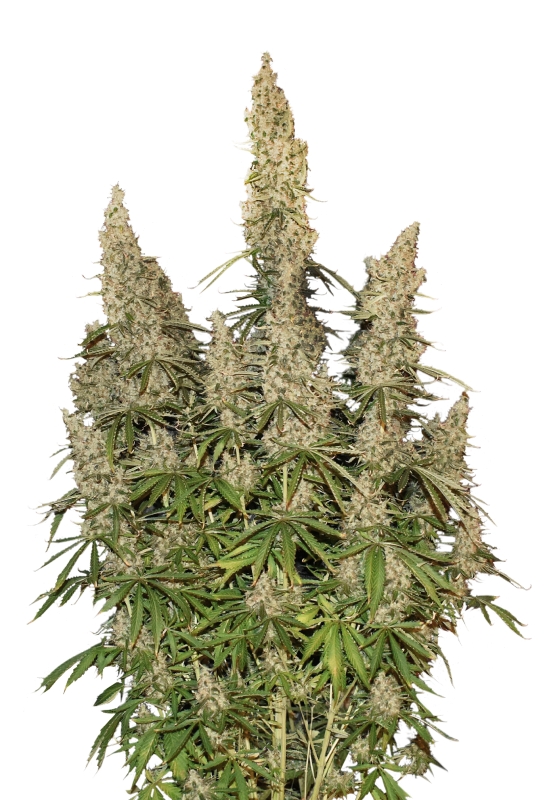 5 UND FEM - WHITE WIDOW AUTO * SEEDSTOCKERS 5 UND FEMINIZADAS