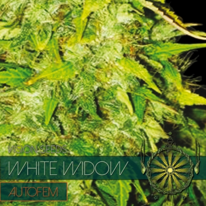5 UND FEM - WHITE WIDOW AUTOFLOWERING (ETIQUETA FRANCESA) * VISION SEEDS 5 UND FEMINIZADAS