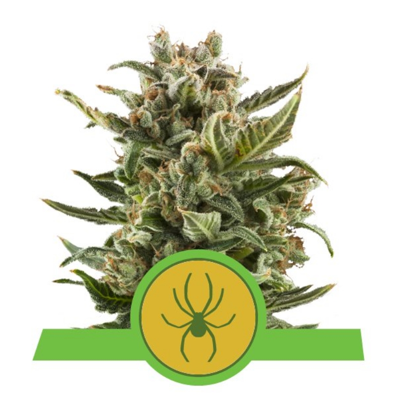 10 UND FEM - WHITE WIDOW AUTOMATIC * ROYAL QUEEN 10 UND FEMINIZADAS