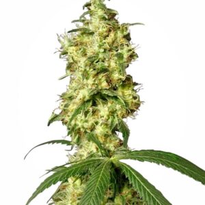 10 UND FEM - WHITE WIDOW * SENSI WHITE LABEL 10 UND FEMINIZADAS
