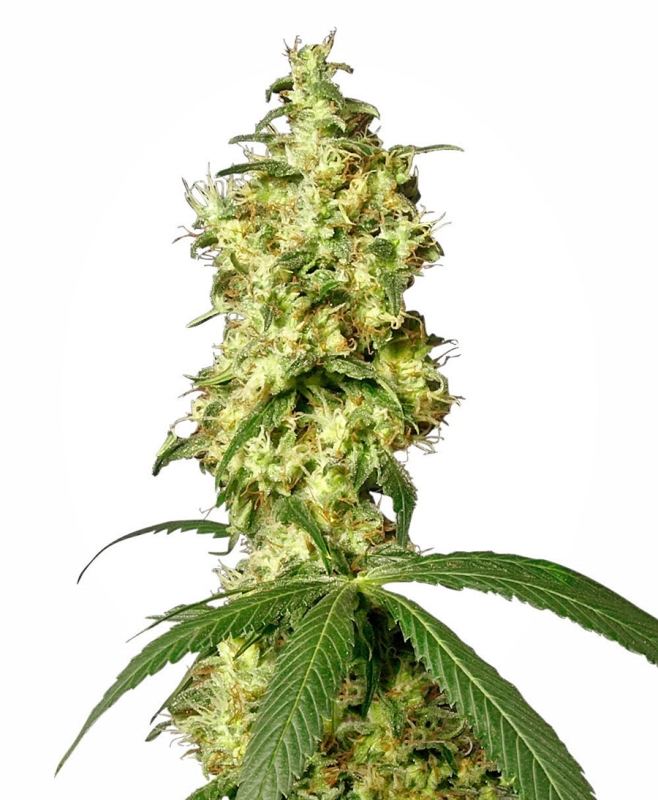 10 UND FEM - WHITE WIDOW AUTOMATIC * SENSI WHITE LABEL 10 UND FEMINIZADAS