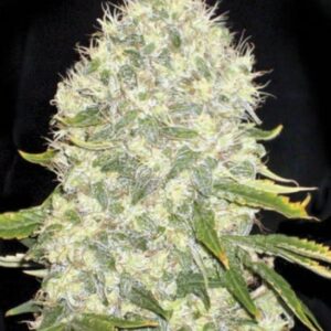 5 UND FEM - WHITE WIDOW * BULK SEED 5 UND FEM