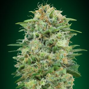 100 UND FEM - WHITE WIDOW CBD * 00SEEDS 100 UND FEMINIZADAS
