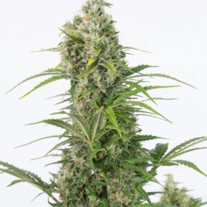 5 UND FEM - WHITE WIDOW CBD AUTO * DINAFEM 5 UND FEM