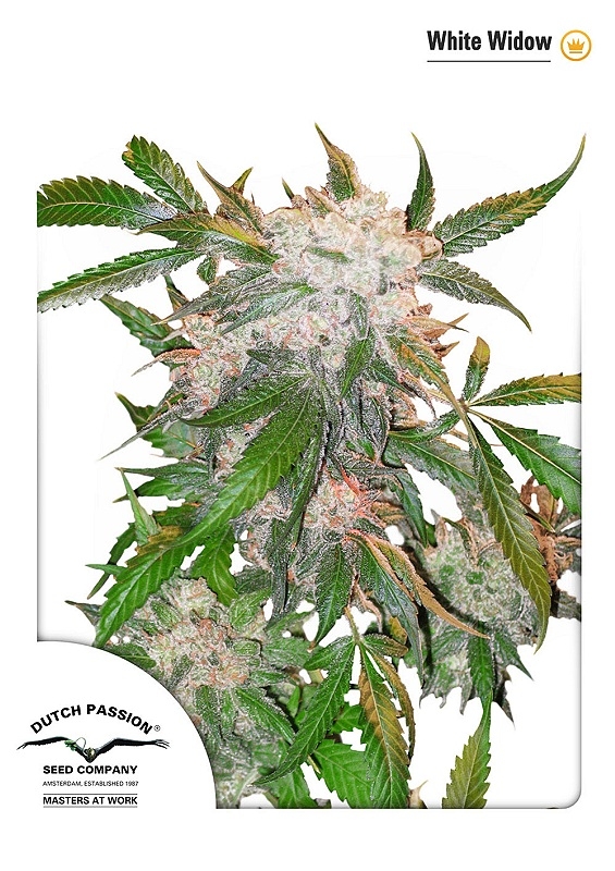 10 UND REG - WHITE WIDOW  * DUTCH PASSION 10 UND REGULARES