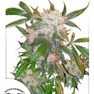 3 UND FEM - WHITE WIDOW * DUTCH PASSION 3 UND FEMINIZADAS