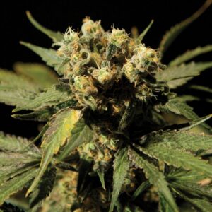 5 UND FEM - WHITE WIDOW EXTREME * THE BULLDOG SEEDS 5 UND FEM