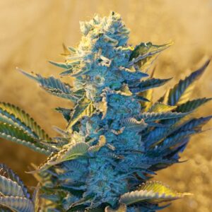 5 UND FEM - WHITE WIDOW * G13 LABS SEEDS 5 FEMINIZADAS
