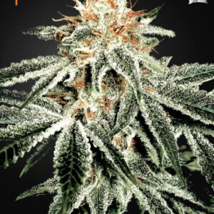 10 UND FEM - WHITE WIDOW  * GREEN HOUSE 10 UND FEMINIZADAS