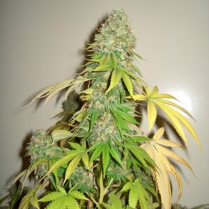 3 UND FEM - WHITE WIDOW * HOMEGROWN FANTASEEDS 3 UND FEMINIZADAS