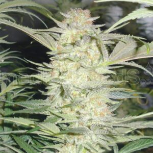10 UND FEM - WHITE WIDOW * MEDICAL SEEDS 10 UND FEM