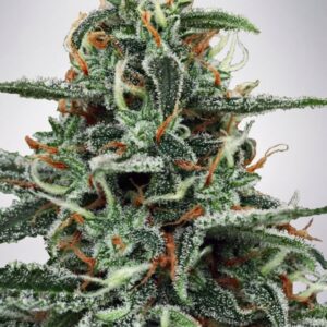 2 UND FEM - WHITE WIDOW * MINISTRY SEEDS 2 UND FEMINIZADAS