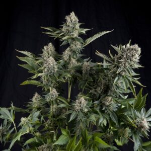 3 UND FEM - WHITE WIDOW * PYRAMID SEEDS FEMINIZADA 3 UND