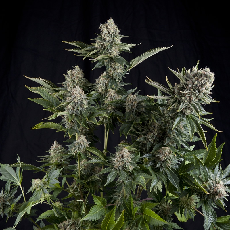 3 UND FEM - WHITE WIDOW * PYRAMID SEEDS FEMINIZADA 3 UND