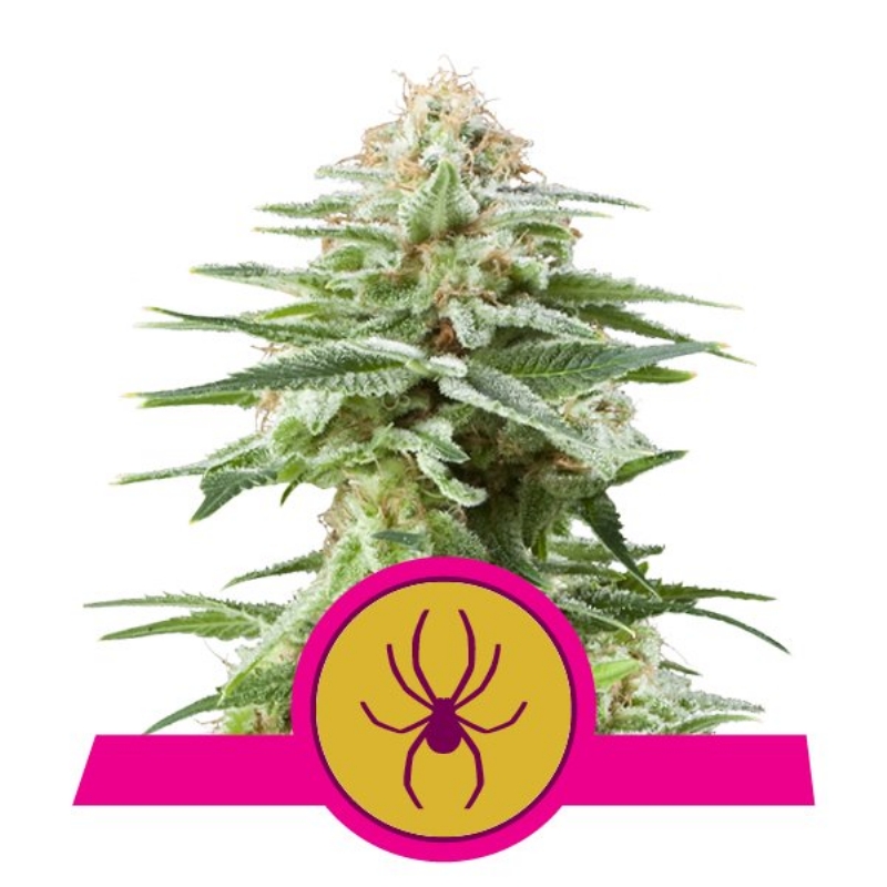 10 UND FEM - WHITE WIDOW  * ROYAL QUEEN 10 UND FEMINIZADAS