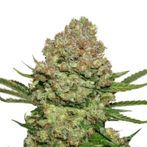 3 UND FEM - WHITE WIDOW * SEEDSTOCKERS 3 UND FEMINIZADAS
