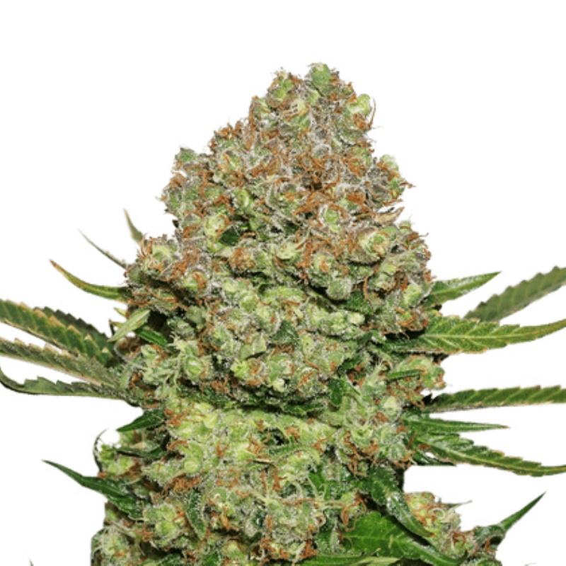 5 UND FEM - WHITE WIDOW * SEEDSTOCKERS 5 UND FEMINIZADAS