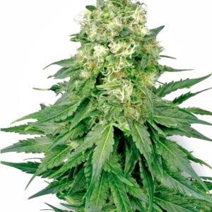10 UND REG - WHITE WIDOW * SENSI WHITE LABEL 10 UND REGULARES