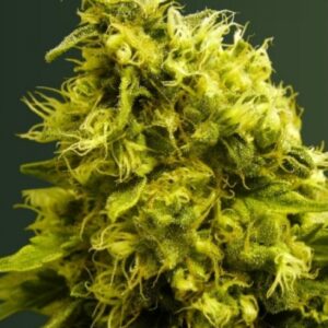 3 UND FEM - WHITE WIDOW * VICTORY SEEDS FEMINIZADA 3 UND