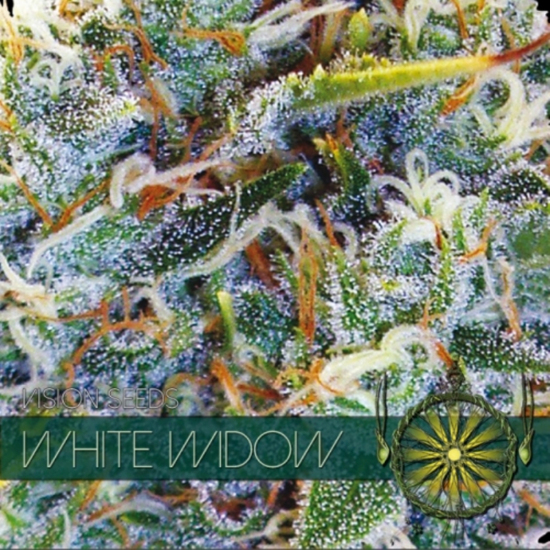 10 UND FEM - WHITE WIDOW * VISION SEEDS 10 UND FEMINIZADAS