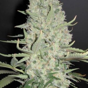 4 UND FEM - WWXBB (WHITE WIDOW X BIG BUD) * FEMALE SEEDS 4 UND FEMINIZADAS