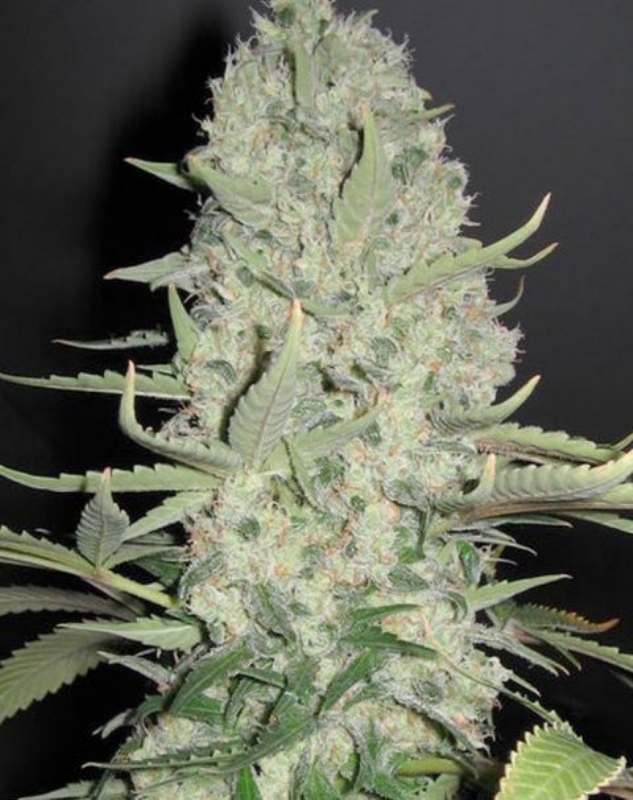 4 UND FEM - WWXBB (WHITE WIDOW X BIG BUD) * FEMALE SEEDS 4 UND FEMINIZADAS