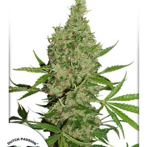 10 UND REG - WHITE WIDOW X THE ULTIMATE * DUTCH PASSION 10 REGULARES