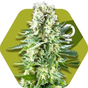 10 UND FEM - WHITE WIDOW XL * ZAMBEZA SEEDS 10 UND FEMINIZADAS