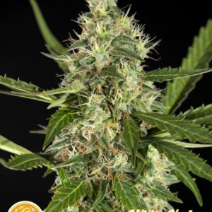 25 UND FEM - WHITE YODA AUTO * PHILOSOPHER SEEDS 25 UND FEM