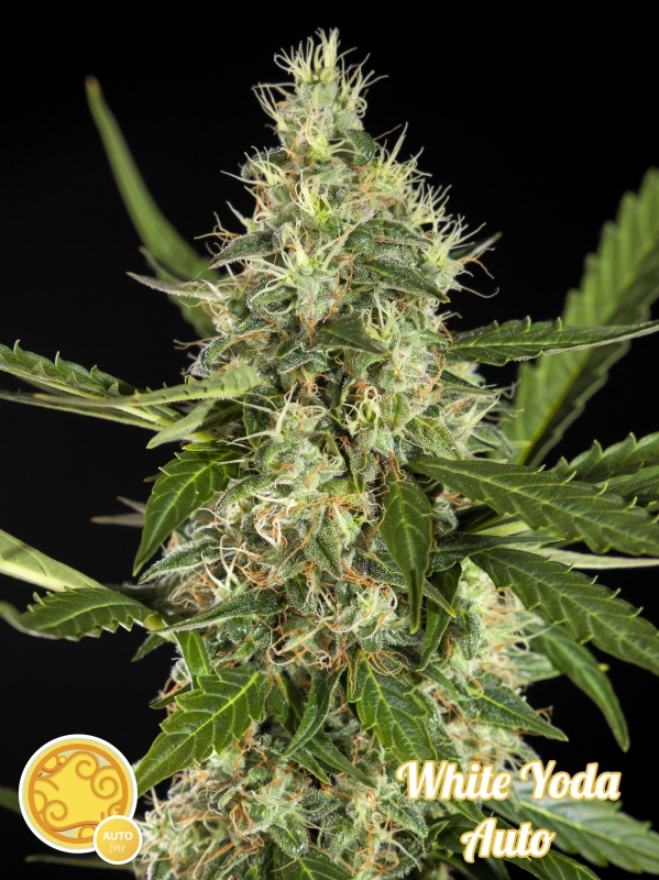 25 UND FEM - WHITE YODA AUTO * PHILOSOPHER SEEDS 25 UND FEM
